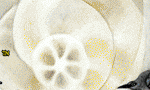 Dancers in the Dusk web banner